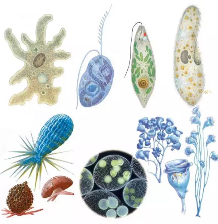 Paraziti pripadaju kraljevstvu protozoa, u kojem postoji više od petnaest tisuća vrsta. 