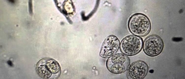 stanice protozojskih parazita